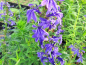 Preview: Lobelia sessilifolia - blaue Lobelie